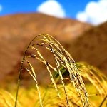 آغاز برداشت برنج ارگانیک در نکا