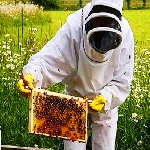 معرفی رشته «پرورش و تولیدات زنبور عسل و کرم ابریشم»