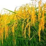 برداشت یکی از سالم ترین و کیفی ترین برنج گیلان