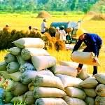 ممنوع شدن واردات برنج
