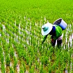 برنج ایرانی و دردسرهای کمبود ۳۰ درصدی