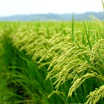 برنج ارگانیک یک خبر خوب است