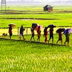 کشاورزی پایدار و ارگانیک بهترین گزینه برای تغذیه جمعیت رو به رشد جهان