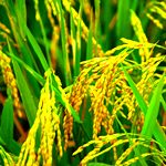 پیش‌بینی افزایش ۱۰درصدی تولید برنج در مازندران