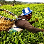 تولیدکنندگان چای در کنیا، خواستار تجارت مستقیم با ایران