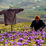 خشکسالی بازار صادرات زعفران خراسان جنوبی را تهدید می‌کند
