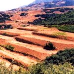 خسارت ۱۴ درصدی سالانه فرسایش خاک به درآمد ناخالص ملی