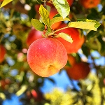 آذربایجان غربی تامین کننده نیمی از صادرات سیب درختی کشور