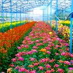 جایگاه صنعت گل و گیاه ایران در دنیا مناسب نیست
