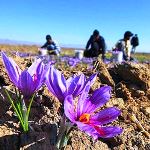 تولید ۹۶ درصد زعفران دنیا در ایران