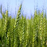رقم جدید گندم دیم در آذربایجان غربی تولید انبوه شد