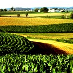 ایران۶۰ هزار هکتار اراضی کشاورزی در برزیل خریداری می‌کند