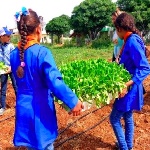 آموزش دبستانی و توسعه کشاورزی