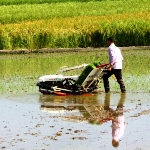 محدودیت کشت دوباره برنج در مازندران با آب چاه