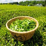 تولید چای گیلان و مازندران به 22 هزار تن کاهش یافته است