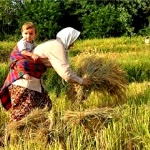 احمدی‌پور: برنج راتون گیلان ارگانیک‌ترین محصول در کشور است