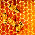 ایران شرایط تولید عسل ارگانیک را ندارد