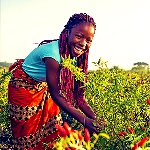 توانایی زنان برای تغییر کشاورزی و اقتصاد آفریقا