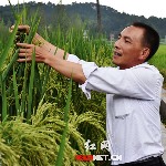 دانشمندان چینی برنج دو متری پرورش دادند