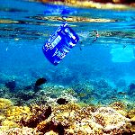 چرا مرجان‌ها پلاستیک می‌خورند