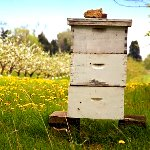 جایگاه نه‌چندان خوب تولید عسل ارگانیک ایران