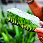 تولید گل زینتی و پایه نهال به روش کشت بافت در محلات