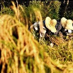  استان گیلان رتبه نخست تولید «راتون» در کشور را دارد
