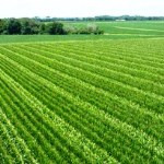شناسنامه‌دار شدن زمین‌های کشاورزی با اجرای طرح ملی کاداستر