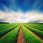 امیدواری به تغییر فاز کشاورزی کشور از سنتی به اقتصادی
