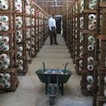 خوداتکایی ایران در تأمین اسپان و ماشین‌آلات جدید تولید قارچ خوراکی