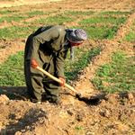 ضرورت فعال‌سازی تشکل‌های بخش کشاورزی در کردستان