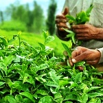 تولید ارگانیک برگ سبز چای در مزارع کشور