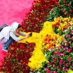 آموزش راهکارهای نگهداری از گل‌ها در بازار گل و گیاه اصفهان