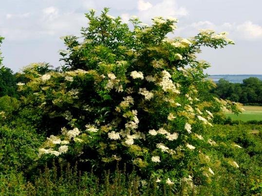 روش نگهداری آقطی و آقطی سیاه چگونه است ؟ %D9%85%D8%B9%D8%B1%D9%81%DB%8C %DA%AF%DB%8C%D8%A7%D9%87 %D8%A2%D9%82%D8%B7%DB%8C 3011 - روش نگهداری آقطی و آقطی سیاه چگونه است ؟