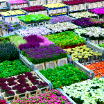 سهم ۶۰ درصدی محلات از صادرات گل و گیاه کشور