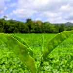 افزایش تولید چای ارگانیک از برنامه‌های آینده کشور