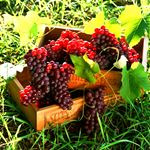 گواهینامه ارگانیک برای محصولات کشاورزی استان قزوین