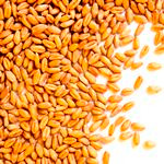 تولید گندم در چهارمحال و بختیاری افزایش می‌یابد
