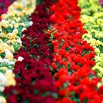 تولید ۶۰۰ میلیون انواع گل و گیاهان زینتی در محلات