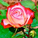 زیباترین گل‌های رز جهان
