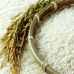 خریداری برنج‌های با شناسنامه مازاد شالی‌کاران گیلان توسط دولت