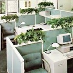 مزایای نگهداری از گل‌ و گیاه در محیط کار