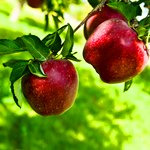 سیب ارگانیک دماوند در بازار بدون مشتری می‌ماند