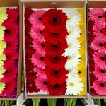 گل و گیاه هم به کشور قاچاق می‌شود
