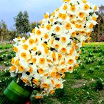 ششمین جشنواره گل نرگس در بخش جره و بالاده کازرون