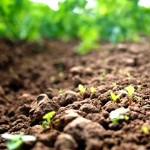 اثر کود ها در استفاده صحیح رطوبت خاک توسط گیاه