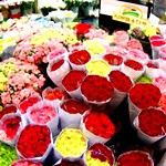 افزایش ۳۰ تا ۴۰ درصدی قیمت گل رز در بازار