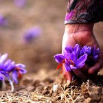 آغاز کاشت ارگانیک زعفران در گلباف کرمان