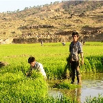  کشت برنج به جز استان‌های مازندران و گیلان به صلاح نیست