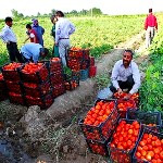نیاز کشاورزی کردستان ایجاد صنایع تبدیلی و تکمیلی است